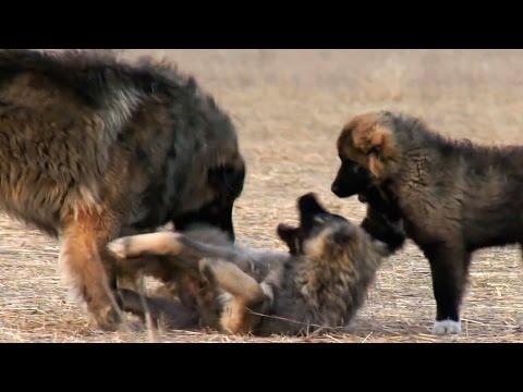 Georgian Caucasian Shepherd | Kavkasiuri nagazi